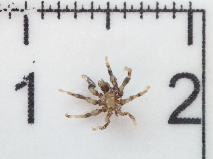 Achelia spinosa Achelia spinosa