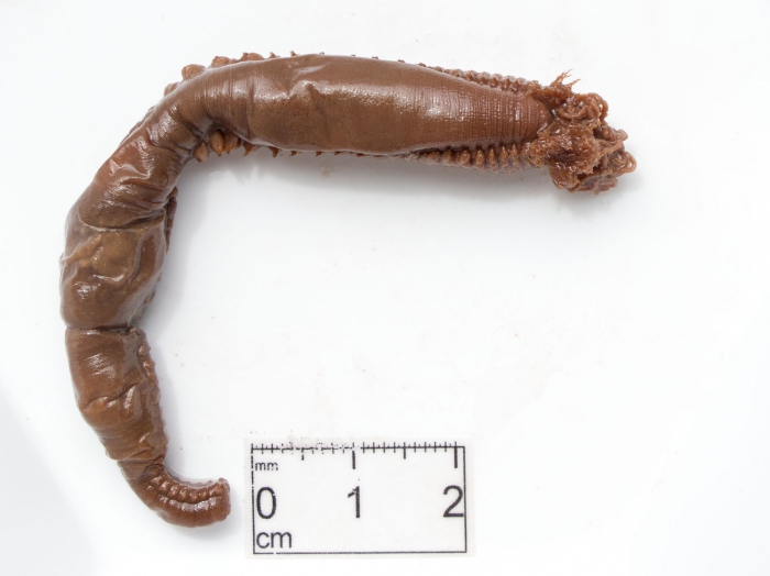 Amphitrite groenlandica Amphitrite groenlandica