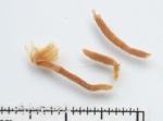 Euchone papillosa, author: Fisheries and Oceans Canada, Claude Nozes
