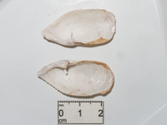 Barnea truncata - inner valves