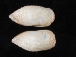 Barnea truncata - outer view