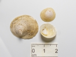 Crucibulum striatum, author: Fisheries and Oceans Canada, Claude Nozes