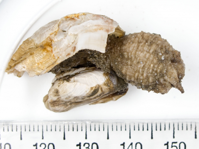 Styela rustica - preserved Styela rustica - preserved