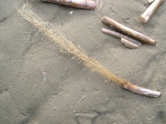 Neteldieren