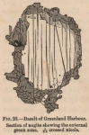 Renard (1888, fig. 23)