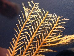 20061111_St.Andre Oostduinkerke