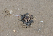 Krab