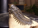 Example of a trilobite