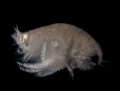 Amphipoda