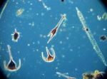 Field of Microplankton