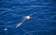 Light-mantled sooty albatross, author: David Pinaud