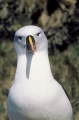 Yellow-nosed albatross, author: David Pinaud