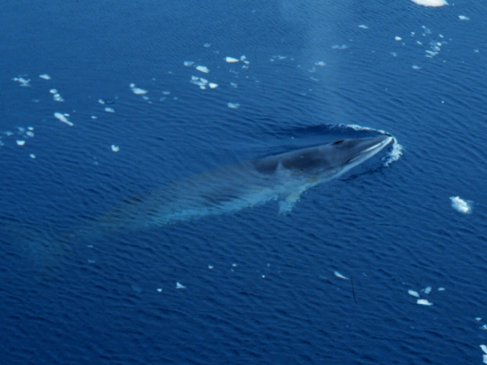 Antarctic minke whale