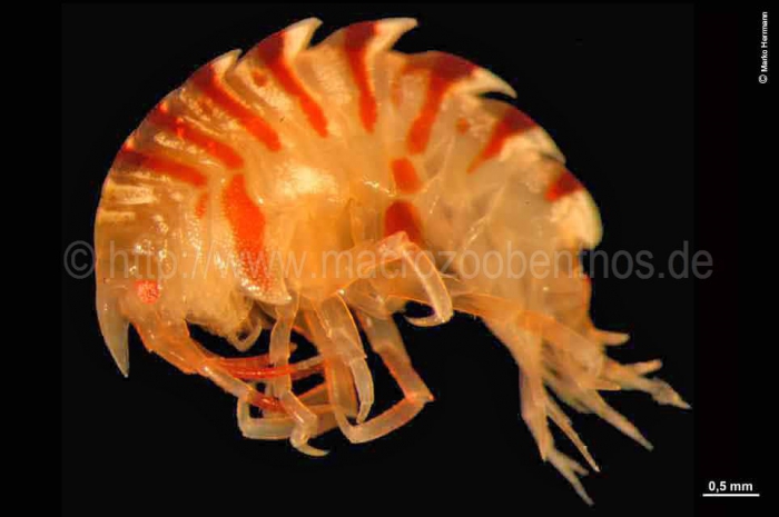 Acanthonotozoma serratum Acanthonotozoma serratum