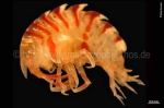 Amphipoda