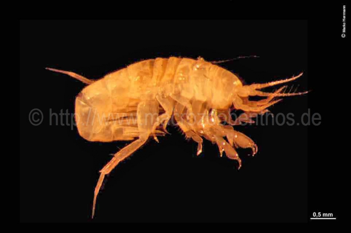 Aceroides latipes Aceroides latipes