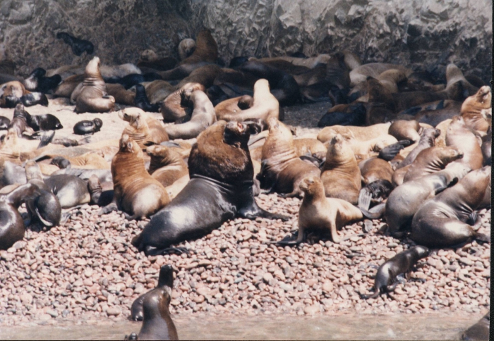 South American Sea Lion