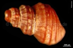 Frigidoalvania sp. (Warén, 1974)