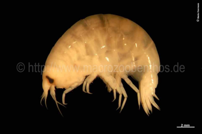 Anonyx nugax Anonyx nugax