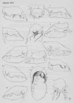 Pelseneer, P. (1928). La variabilité relative des sexes d'après des variations chez Patella, Trochus et Nassa Mém. De l'Acad. Roy. De Belg. (Classe des Sciences). In 8°. (2ième série) 10: 52-54, 13 pl. 3 fig.