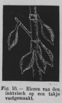 Eben, W.