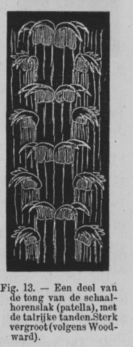 Eben (1884, figuur 13) Eben (1884, figuur 13)