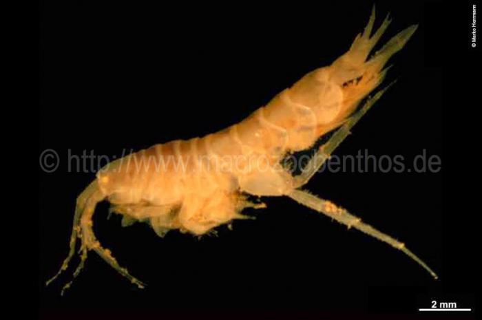 Arrhis phyllonyx Arrhis phyllonyx