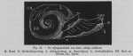 Eben, W. (1884). De weekdieren van België. Uitgave van het Natuurwetenschappelijk Genootschap van Gent, 4. J. Vuylsteke (Boekhandel W. Rogghé): Gent. 116, 7 pl. pp.
