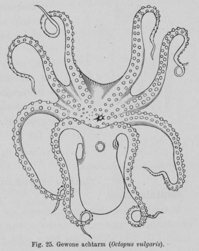 Eben (1884, figuur 25) Eben (1884, figuur 25)
