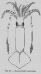 Eben, W. (1884). De weekdieren van België. Uitgave van het Natuurwetenschappelijk Genootschap van Gent, 4. J. Vuylsteke (Boekhandel W. Rogghé): Gent. 116, 7 pl. pp.