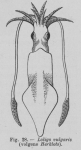 <B>Eben, W.</B> (1884). De weekdieren van België. Uitgave van het Natuurwetenschappelijk Genootschap van Gent, 4. J. Vuylsteke (Boekhandel W. Rogghé): Gent. 116, 7 pl. pp.