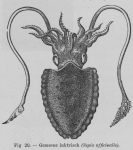 Eben, W. (1884). De weekdieren van België. Uitgave van het Natuurwetenschappelijk Genootschap van Gent, 4. J. Vuylsteke (Boekhandel W. Rogghé): Gent. 116, 7 pl. pp.