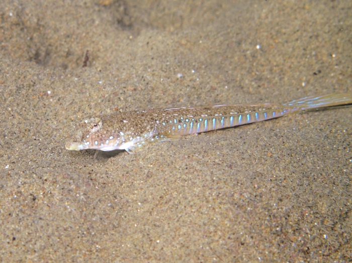 Callionymus pusillus (male)