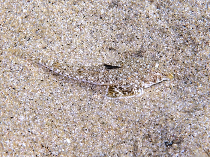 Callionymus pusillus (female)