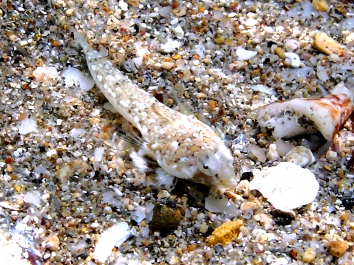 Callionymus pusillus (juvenile)