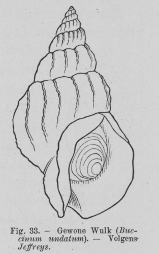 Eben (1884, figuur 33) Eben (1884, figuur 33)