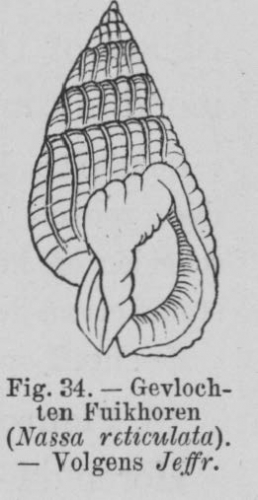 Eben (1884, figuur 34) Eben (1884, figuur 34)