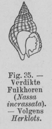 Eben (1884, figuur 35)
