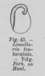 Eben, W. (1884). De weekdieren van België. Uitgave van het Natuurwetenschappelijk Genootschap van Gent, 4. J. Vuylsteke (Boekhandel W. Rogghé): Gent. 116, 7 pl. pp.