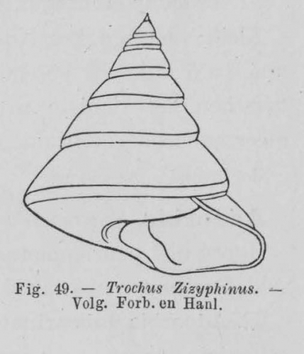 Eben (1884, figuur 49) Eben (1884, figuur 49)