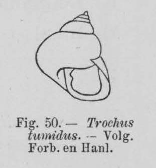 Eben (1884, figuur 50) Eben (1884, figuur 50)