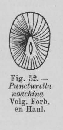 Eben (1884, figuur 52) Eben (1884, figuur 52)