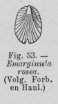 Eben, W. (1884). De weekdieren van België. Uitgave van het Natuurwetenschappelijk Genootschap van Gent, 4. J. Vuylsteke (Boekhandel W. Rogghé): Gent. 116, 7 pl. pp.