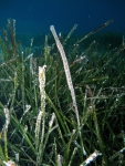 Syngnathiformes