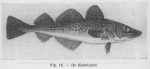 Gadiformes