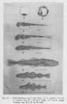 Gadiformes
