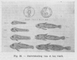 Gadiformes