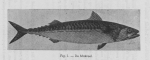Gilis, Ch. (1939). Korte inhoud van de wetenschappelijke voordrachten gegeven door den heer Charles Gilis, Laboratoriumleider van het Zeewetenschappelijk Instituut te Oostende aan de visschers en de leerlingen van de visschersscholen van Blankenber