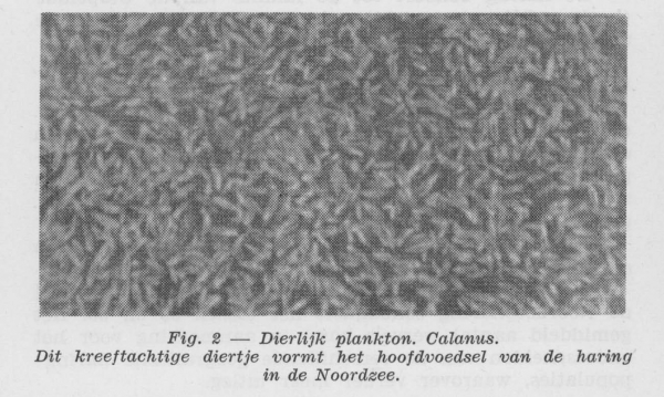 Gilis (1957, figuur 1.2) Gilis (1957, figuur 1.2)