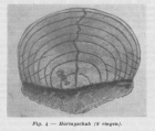 Gilis (1957, figuur 1.4), author: Anoniem in Gilis (1957)